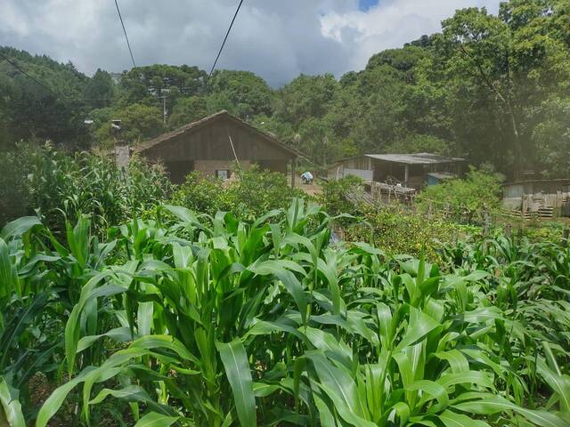 #200 - Chácara para Venda em Tijucas do Sul - PR